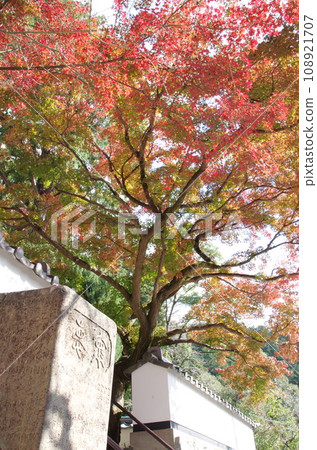 Autumn leaves of Taikoji Temple Autumn leaves of Taikoji Temple 108921707