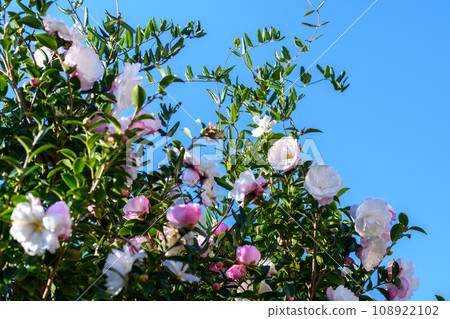 萬裡無雲的藍天與茶梅花 萬裡無雲的藍天與茶梅花 108922102