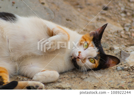 A tri-colored turtle colored cat plays while lying on the street sand by the sidewalk and watches the movements of birds flying by. Concept about recreation and hunting of animals 108922244