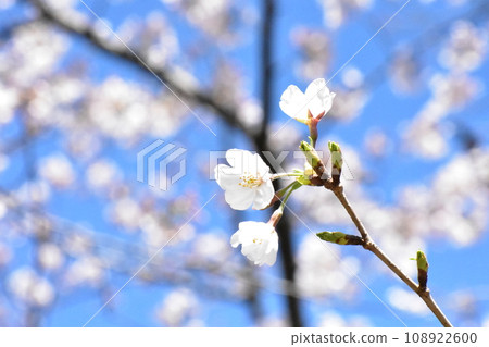 Blue sky and cherry blossoms 108922600