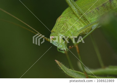 Closeup on the head of a green sickle-bearing bush-cricket , Phaneroptera falcata sitting on twig Closeup on the head of a green sickle-bearing bush-cricket , Phaneroptera falcata sitting on twig 108922869