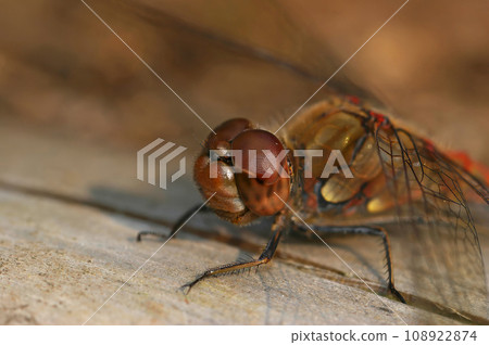 Extreme detailed closeup on the head of the European common darter dragonfly, Sympetrum striolatum, warming up on a piece of wood Extreme detailed closeup on the head of the European common darter dragonfly, Sympetrum striolatum, warming up on a piece of wood 108922874