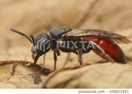 Detailed closeup of a colorful red Dark winged blood bee, Sphecodes gibbus sitting on a dried leaf Detailed closeup of a colorful red Dark winged blood bee, Sphecodes gibbus sitting on a dried leaf 108922881