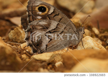 Closeup on a Mediterranean striped Grayling Hipparchia fidia with closed wings sitting on the ground Closeup on a Mediterranean striped Grayling Hipparchia fidia with closed wings sitting on the ground 108922883