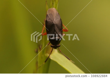 Shallow focus on Capsus ater hemipteran insect on a green leaf with blur background 108922884