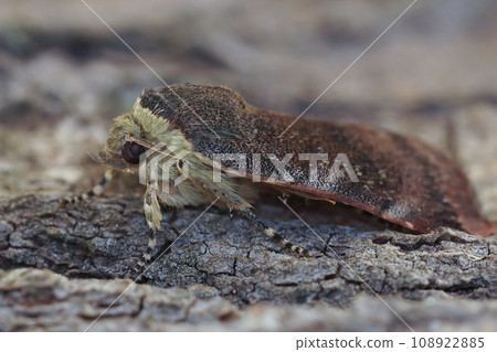Closeup on a Lesser Broad-bordered Yellow Underwing, Noctua janthe sitting on wood 108922885