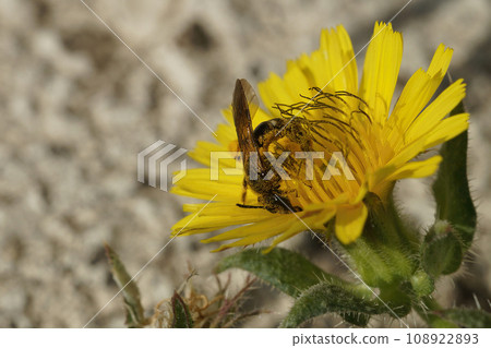 Closeup on a small female Furrow bee, Lasioglossum collecting pollen from a yellow Crepis flower Closeup on a small female Furrow bee, Lasioglossum collecting pollen from a yellow Crepis flower 108922893
