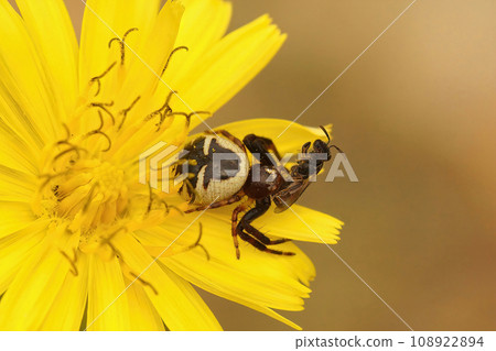 Closeup on the Napoleon spider, Synaema globosum, sitting in a yellow flower eating a msall black solitary bee Closeup on the Napoleon spider, Synaema globosum, sitting in a yellow flower eating a msall black solitary bee 108922894