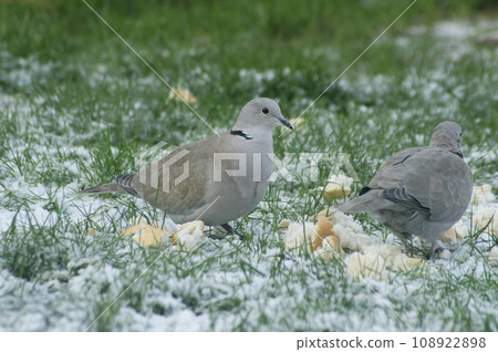 Closeup on two Eurasian collared dove, Streptopelia decaocto sitting on the snowed grass in the garden 108922898