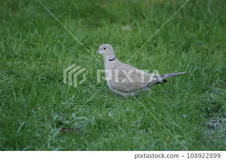 Closeup on an Eurasian collared dove, Streptopelia decaocto sitting on the grass in the garden 108922899