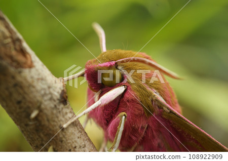 Colorful selective focus shot of an elephant hawk-moth, Deilephila elpenor sitting on a twig 108922909