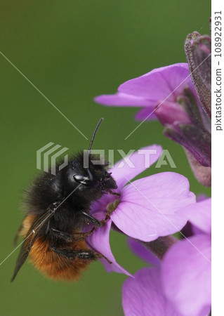 Colorful closeup on a female European orchard mason bee, Osmia cornuta on a purple English wallflower, Erysimum cheiri 108922931