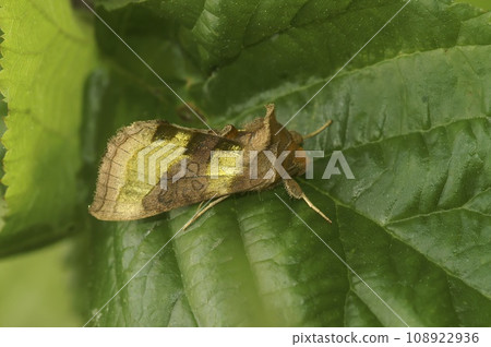 Detailed closeup on the colorful burnished brass owlet moth, Diachrysia chrysitis sitting in the vegetation Detailed closeup on the colorful burnished brass owlet moth, Diachrysia chrysitis sitting in the vegetation 108922936