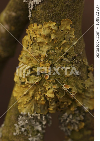 Vertical detailed closeup on a yellow scale or maritime sunburst lichen, Xanthoria parietana Vertical detailed closeup on a yellow scale or maritime sunburst lichen, Xanthoria parietana 108922937