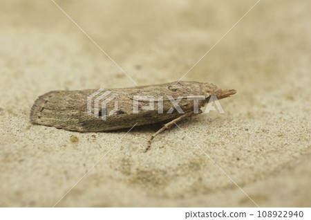 Closeup on a bumble bee wax moth, Aphomia sociella, sitting on a stone Closeup on a bumble bee wax moth, Aphomia sociella, sitting on a stone 108922940