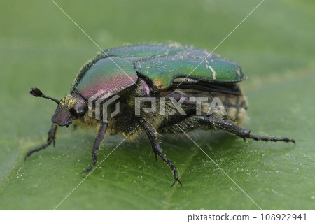 Closeup on a colorful green metallic rose chafer beetle, Cetonia aurata on a green leaf 108922941