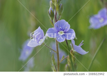 Closeup on the light blue flowers of the birds-eye speedwell, Veronica chamaedrys in the field 108922942