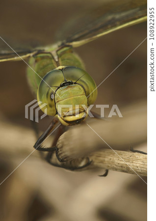 Extreme vertical macro closeup on the head of a Blue Emperor dragonfly, Anax imperator, perched on a twig Extreme vertical macro closeup on the head of a Blue Emperor dragonfly, Anax imperator, perched on a twig 108922955