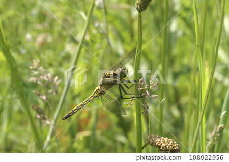 Closeup on a yellow colored common European black tailed skimmer, Orthetrum cancellatum, hiding in the grass Closeup on a yellow colored common European black tailed skimmer, Orthetrum cancellatum, hiding in the grass 108922956