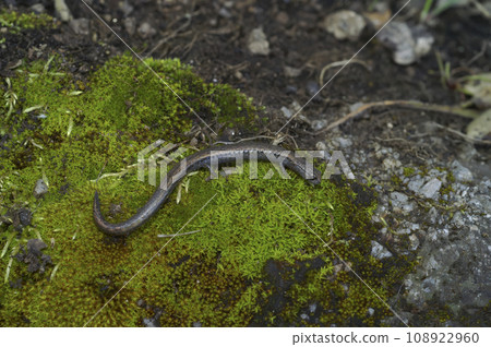 Closeup on a Californian Santa Lucia Mountains slender salamander, Batrachoseps luciae, sitting on a moss covered stone 108922960
