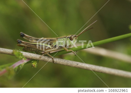 Closeup on the common European Meadow grasshopper, Pseudochorthippus parallelus in the grass 108922961