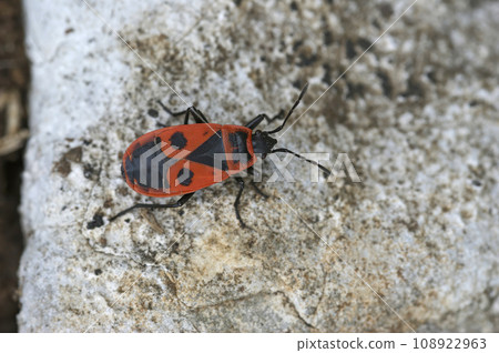 Closeup on single colorful red fire bug, Pyrrhocoris apterus, sitting on wood Closeup on single colorful red fire bug, Pyrrhocoris apterus, sitting on wood 108922963