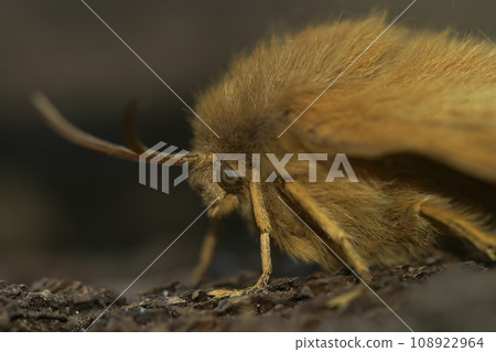 Detailed closeup on the light brown Oak Eggar moth, Lasiocampa quernus 108922964