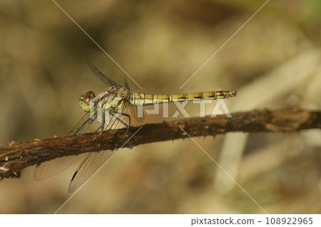 Closeup on a Common European darter dragonfly, Sympetrum striolatum perched on a twig 108922965