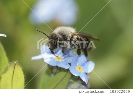 Closeup on a female Grey-backed mining bee, Andrena vaga, sitting on blue forget-me-not flowers 108922969