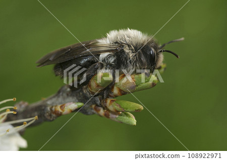 Closeup on a female Grey-backed mining bee, Andrena vaga, sitting on top of a twig 108922971