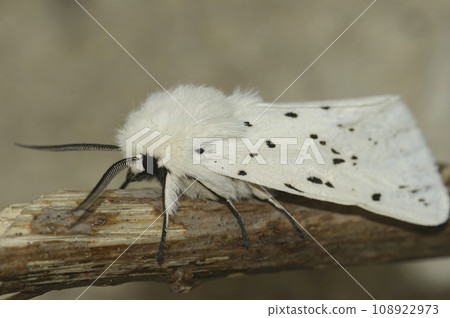 Closeup on a white Ermine tussock moth, Spilosoma lubricipeda, sitting on a twig 108922973