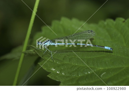 Closeup on an azure damselfly, Coenagrion puella sitting on a green leaf Closeup on an azure damselfly, Coenagrion puella sitting on a green leaf 108922980