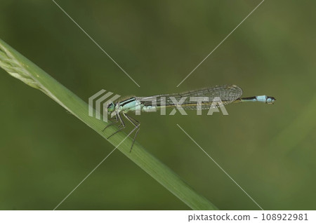 Closeup on a blue-tailed damselfly, Ischnura elegans, perched on a grass straw 108922981
