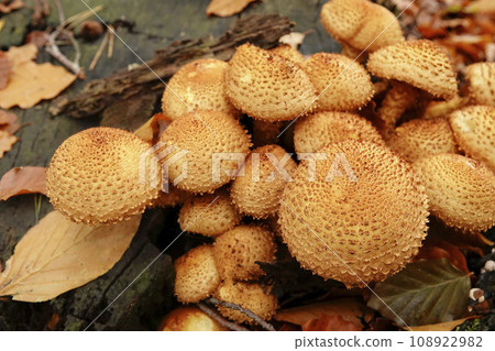 Closeup on a brown shaggy scalycap or scaly Pholiota squarrosa on dead beech wood Closeup on a brown shaggy scalycap or scaly Pholiota squarrosa on dead beech wood 108922982