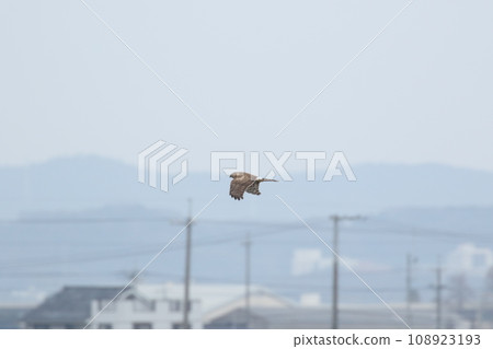 飛郎中姬 飛郎中姬 108923193