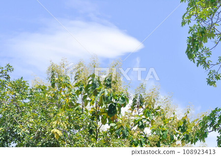 Tectona grandis, Teak or LAMIACEAE or teak plant or teak seed or teak and flower and sky Tectona grandis, Teak or LAMIACEAE or teak plant or teak seed or teak and flower and sky 108923413