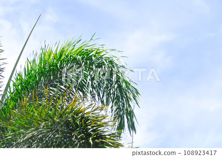 Foxtail Palm, Wodyetia bifurcata or ARECACEAE or PALMAE and sky 108923417