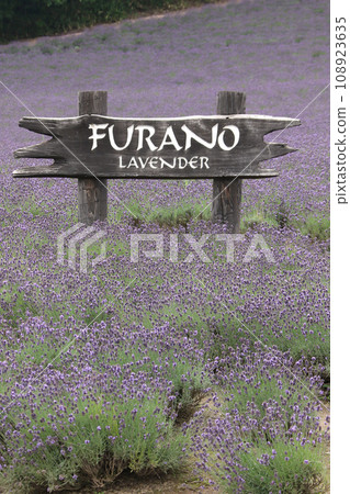 薰衣草田薰衣草富良野 薰衣草田薰衣草富良野 108923635