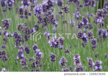 薰衣草田薰衣草富良野 薰衣草田薰衣草富良野 108923640