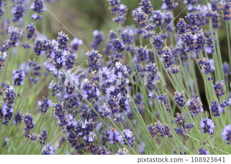薰衣草田薰衣草富良野 薰衣草田薰衣草富良野 108923641
