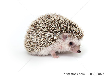 Studio shot photo of little cute hedgehog. Studio shot photo of little cute hedgehog. 108923824