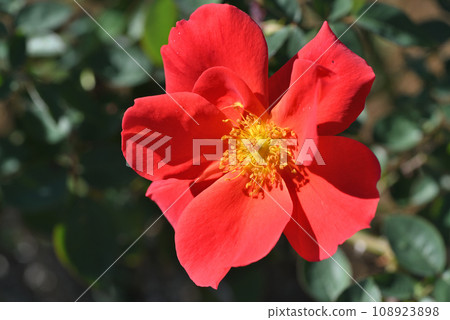 Rose 108923898