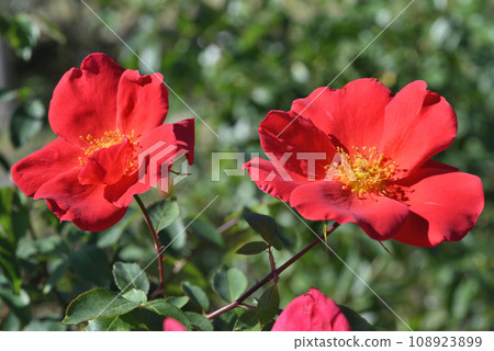 Rose 108923899