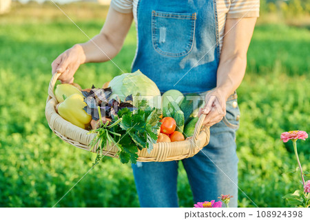 Basket with harvest of summer vegetables in hands of woman, farmer's market 108924398