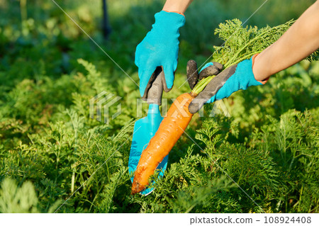 Close-up of carrot in hands of female farmer, farmer's market 108924408