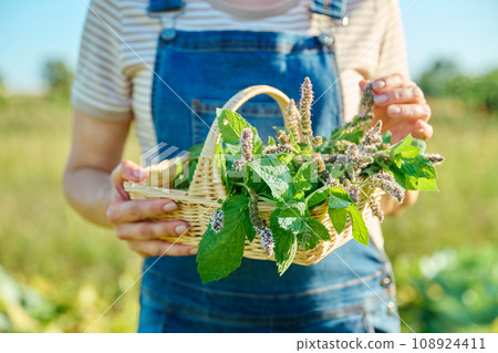 Branches of flowering mint in basket in hands of woman, harvest of herbs 108924411