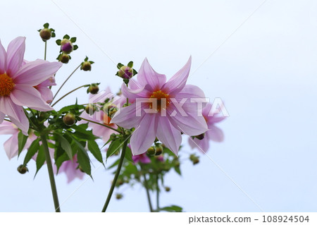 Pink emperor dahlia flowers blooming in the autumn garden Pink emperor dahlia flowers blooming in the autumn garden 108924504