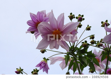 Pink emperor dahlia flowers blooming in the autumn garden Pink emperor dahlia flowers blooming in the autumn garden 108924508