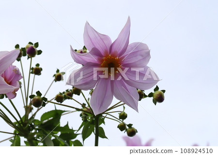 Pink emperor dahlia flowers blooming in the autumn garden Pink emperor dahlia flowers blooming in the autumn garden 108924510