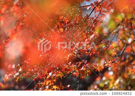 Autumn leaves of a maple tree through the foreground Autumn leaves of a maple tree through the foreground 108924852